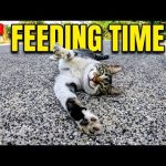 Stray Cat Feeding & Unspoken Bonds in Sofia, Bulgaria