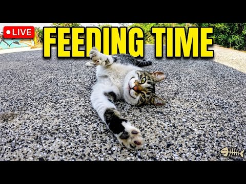 Stray Cat Feeding & Unspoken Bonds in Sofia, Bulgaria