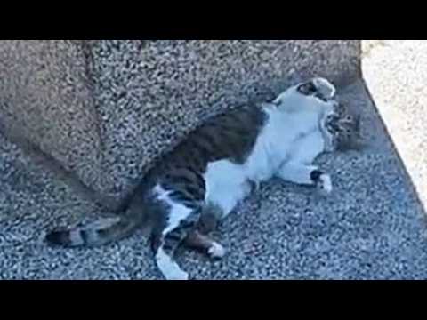 Settling The Cat Debt | Widescreen Live Stream